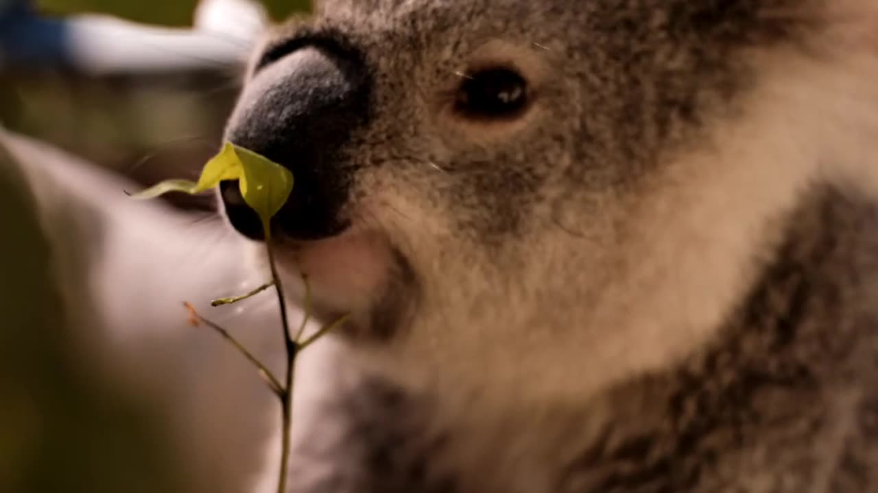 Koala eating leaves from a branch