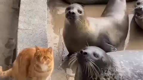 Funny video of cats 🤣😂