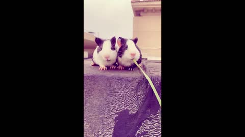 Very Funny Guinea Pigs eating grass together