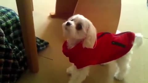 SCARY DOGS BARKING