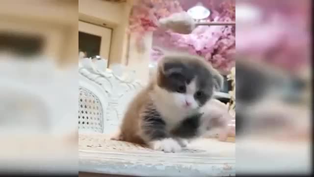 Cute and funny baby cat compilation #8