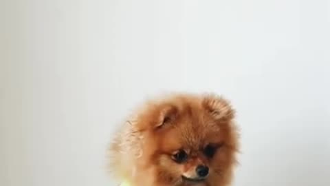 funny dog video