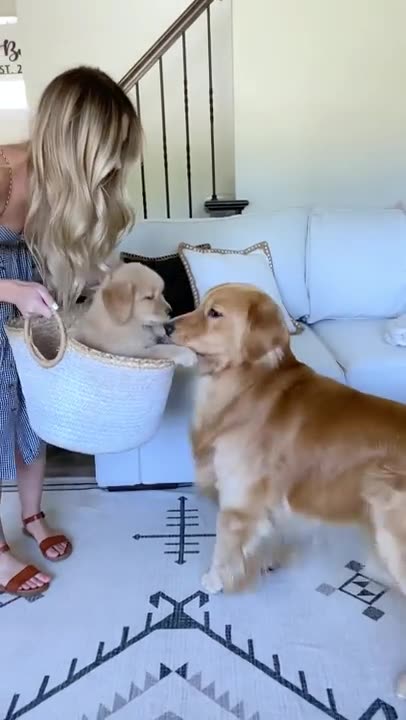 My Dog Meets His Son