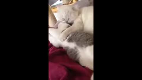 Cute an funny Lovely Pets, Cats, Dogs etc..Videos for LOL...