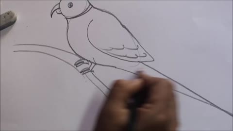 parrotpencilsketchstepbystepEASYSIMPLETUTORIALSp2