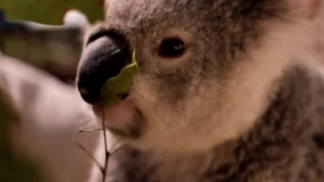 Cute and funny koala video 🐾 Funniest Videos 2022 🤩 Short Video