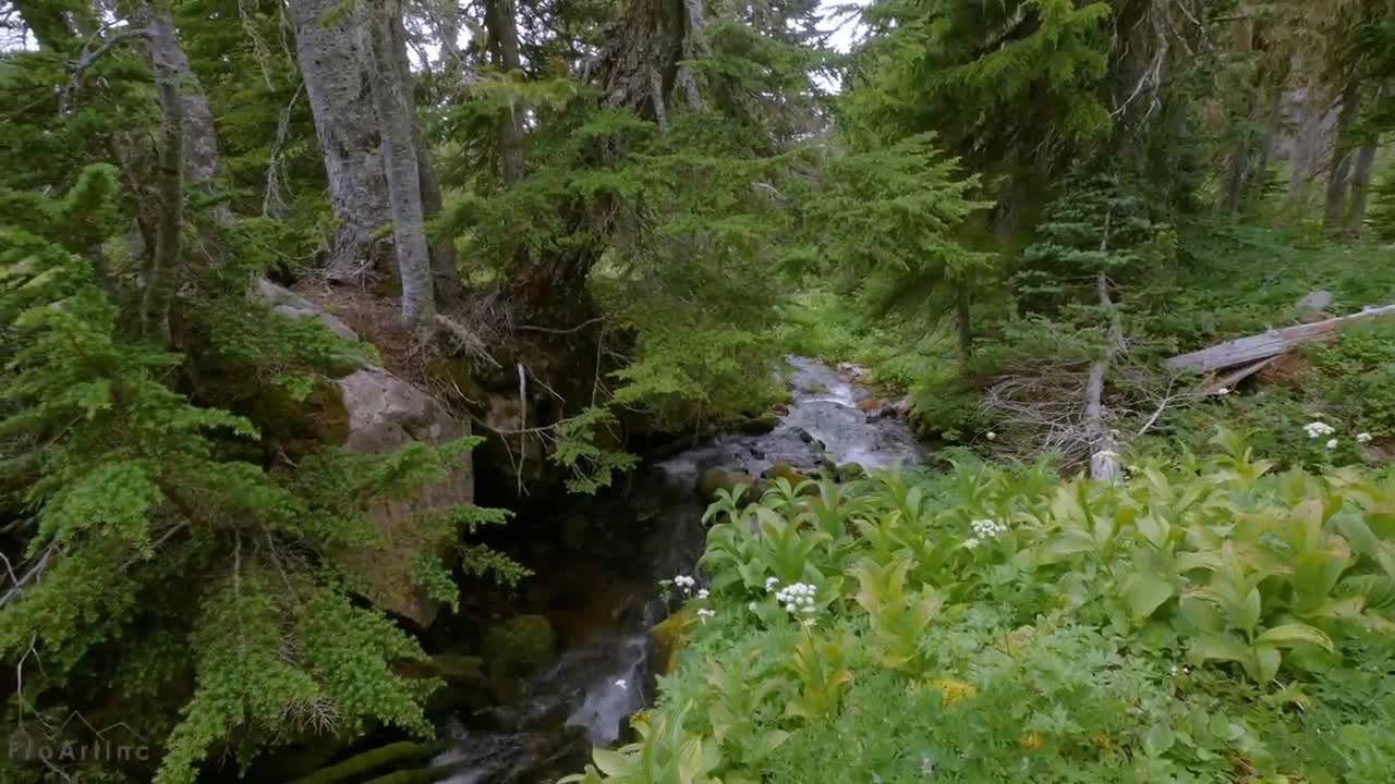 Mount Rainier National Park - Nature Relax Video, Summer Scenery