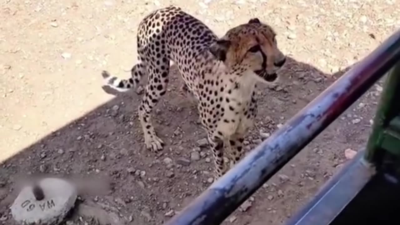 cheetah vs humen