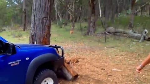 30 Animals that asked humans for Help