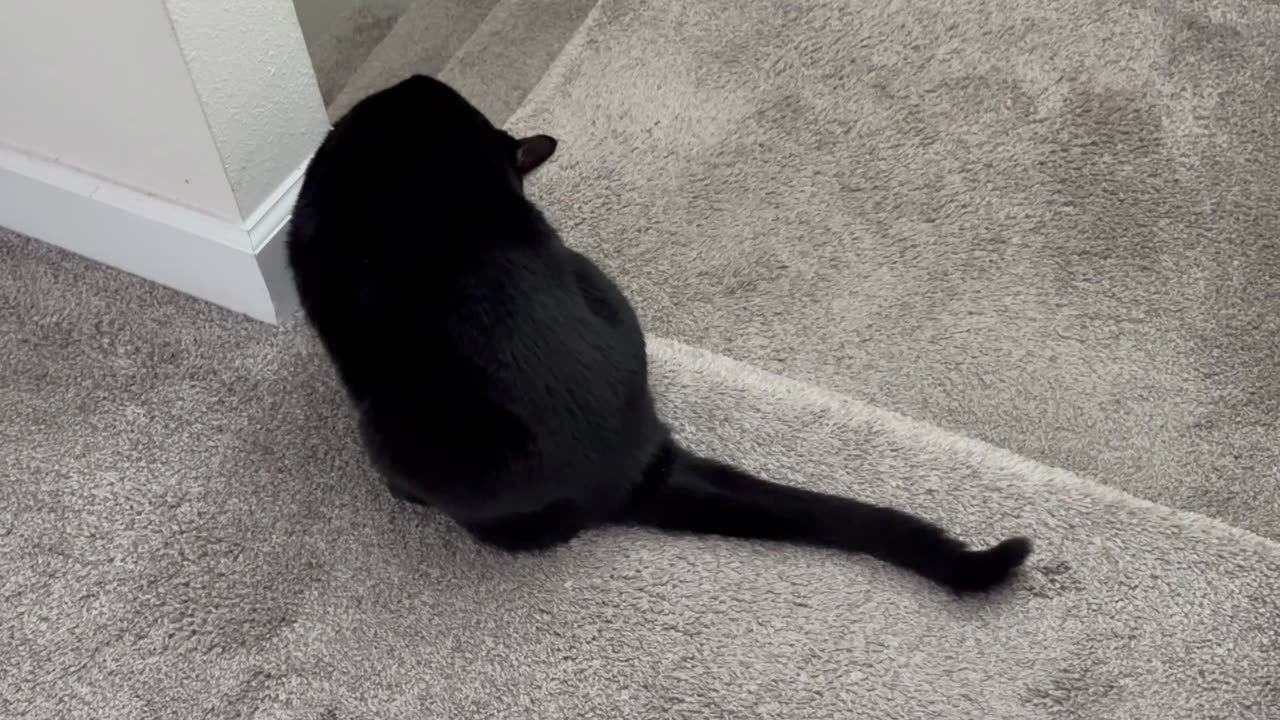 Adopting a Cat from a Shelter Vlog - Cute Precious Piper Likes to Kitty Hug the Wall