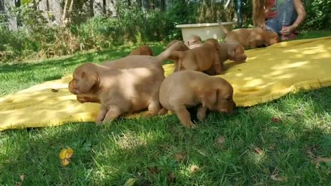 Labrador Puppies