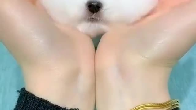 CUTE AND FUNNY DOGS