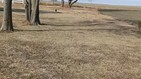 Nice Retrieve!