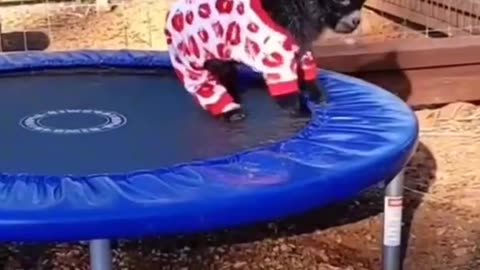 Goat funny video 🤣