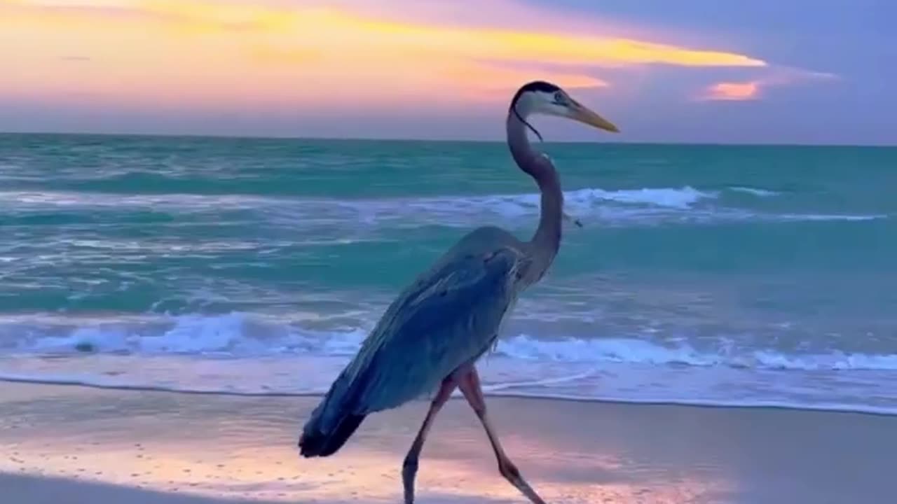 The largest bird of heron family