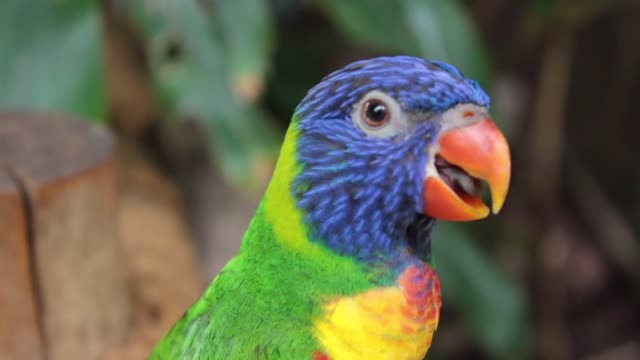 A wonderful and cute bird