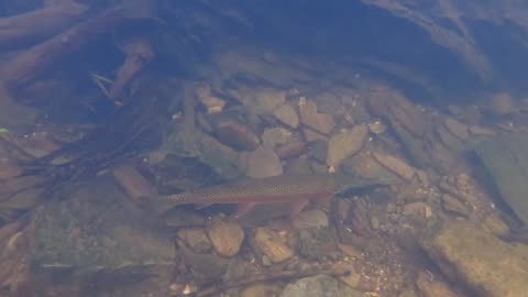 The Unexpected Joys of Trout Fishing in Adelaide Hills