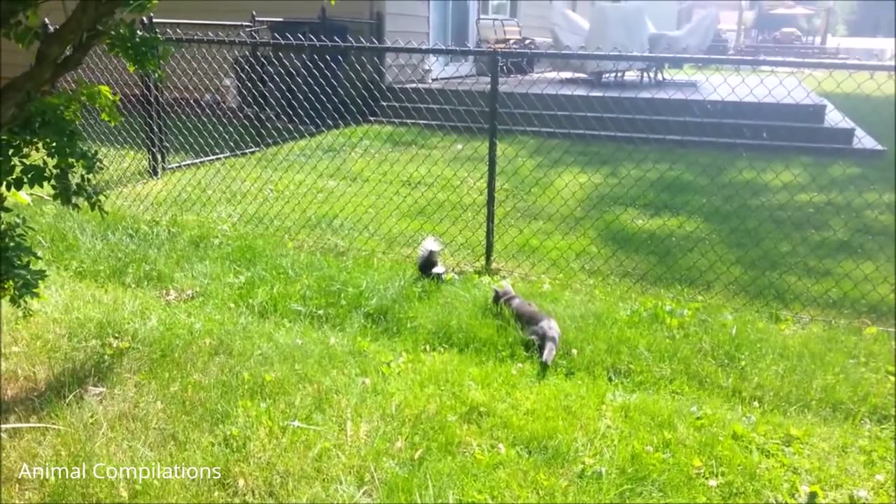 Baby Skunks Trying To Spray - Funniest Compilation 1.6M views 6 years ago