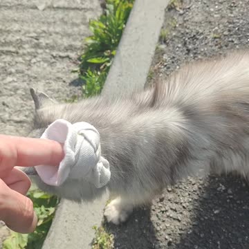Flynn loves the catnip sock.
