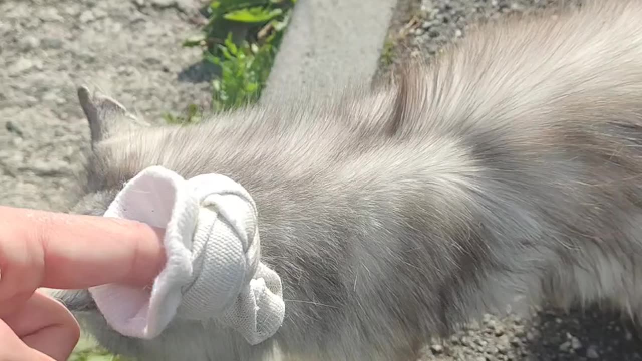 Flynn loves the catnip sock.