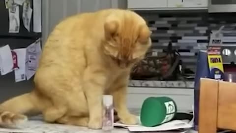 Funny cat