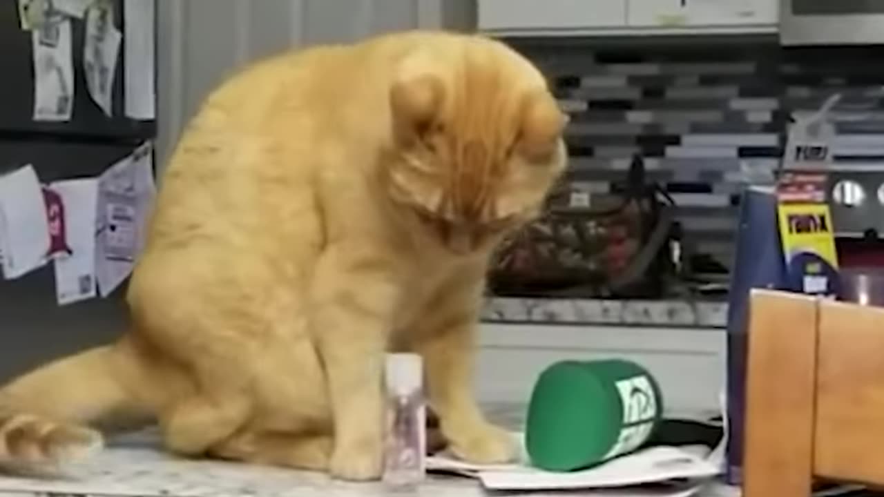 Funny cat