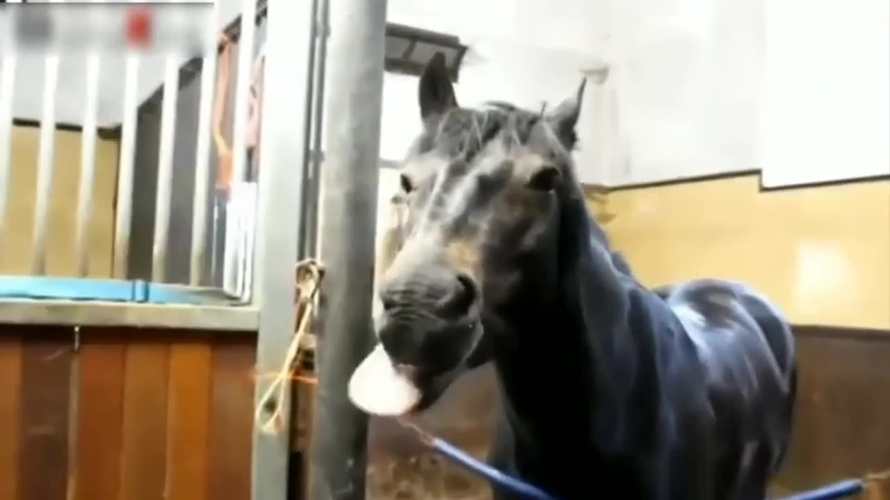 Funny Horse Videos Compilation