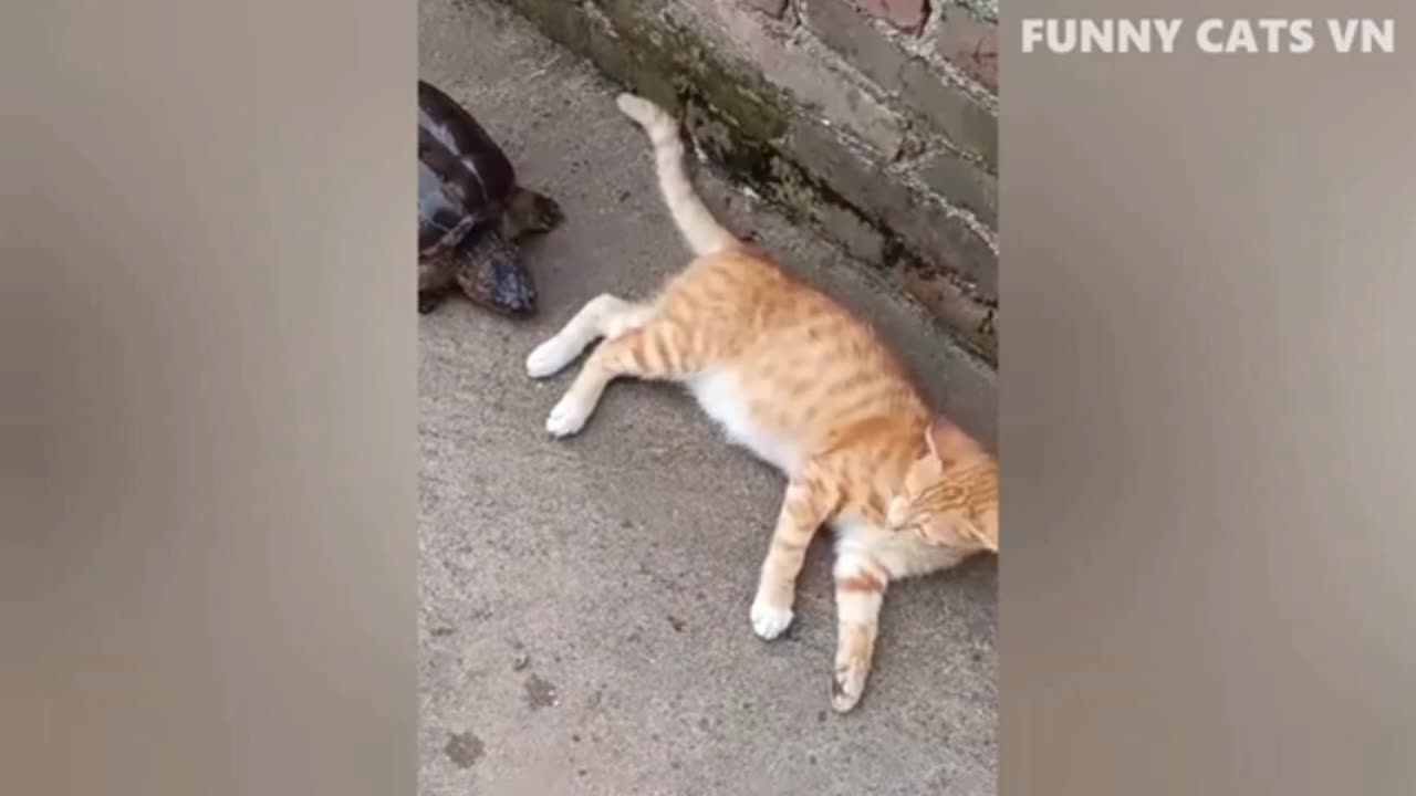 Animal Funny Video