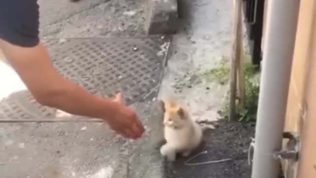 These cats annoy me everyday at my house