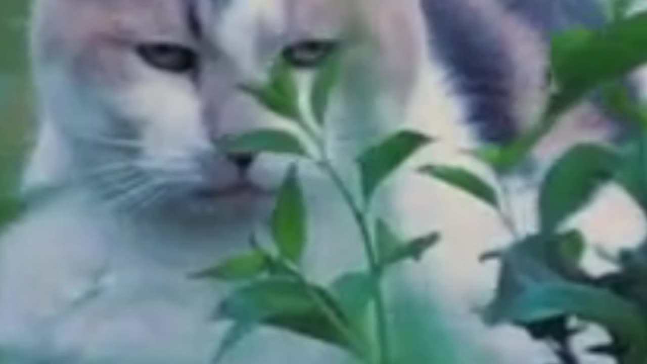 Funny Cats and Kittens Meowing Compilation