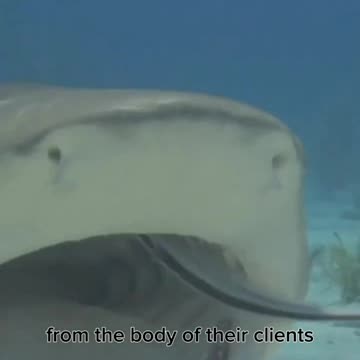 Cleaner Fish - The Fish Doctor