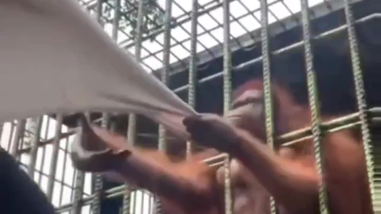 Donkey Monkey...