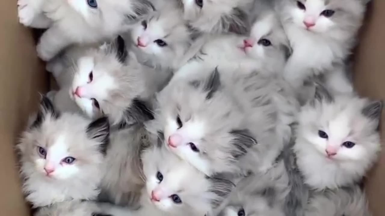 Cute Kittens Being Funny 🐱