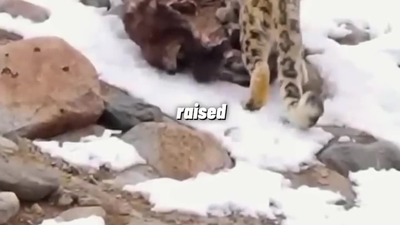 Doggo vs snow leopard