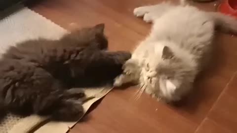 Kittens playing