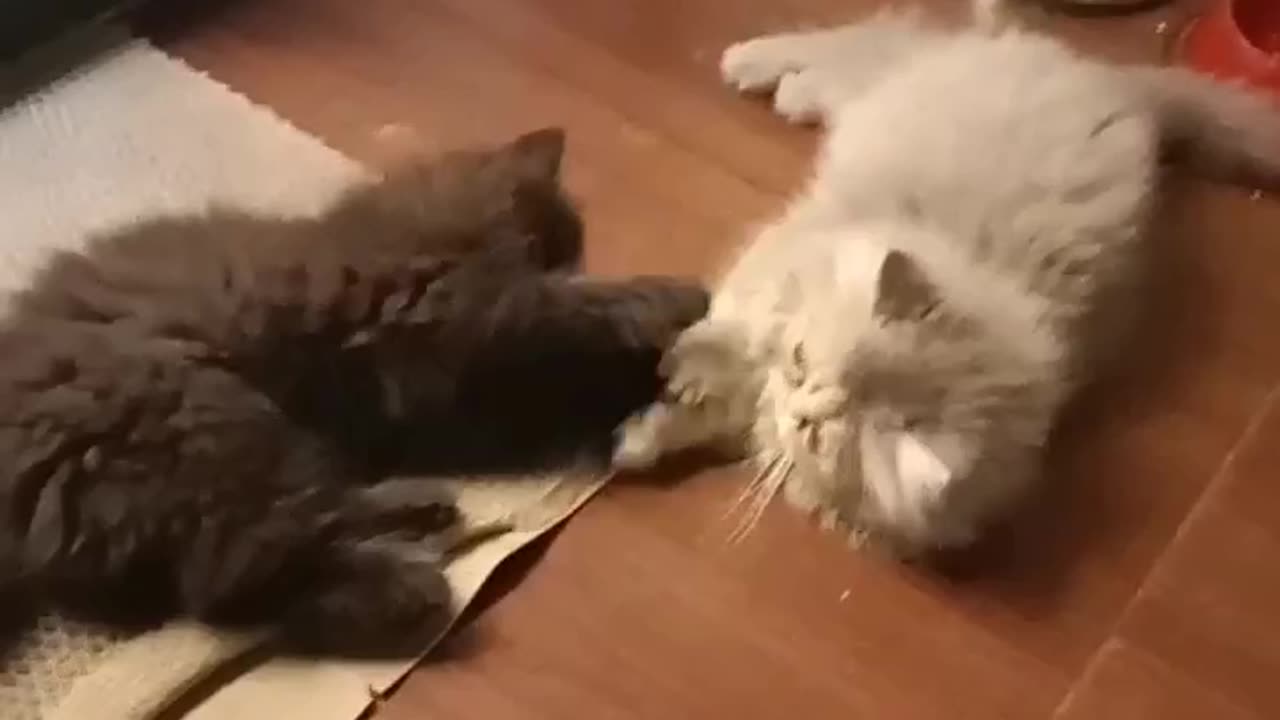 Kittens playing
