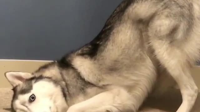 Cute dogs like to perform.