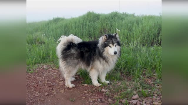 rumble/this dog's fur is so beautiful