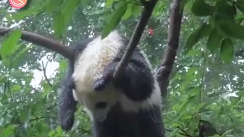Panda BR