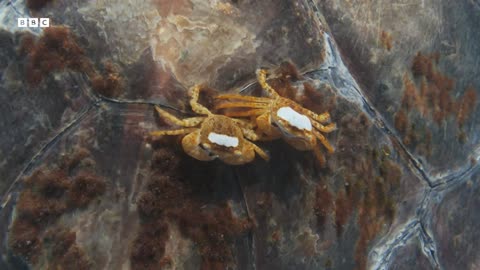 Hitchhiking Crab Finds Love | Planet Earth III | BBC Earth