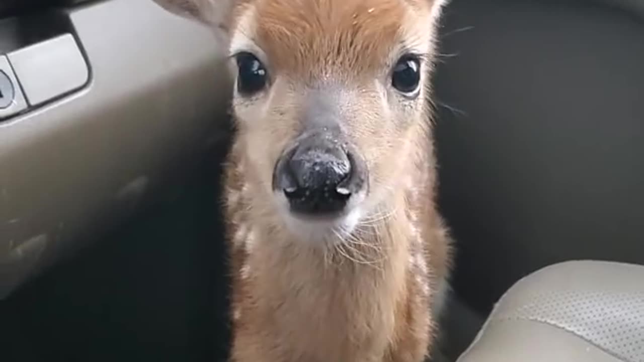 Fawn child so cute