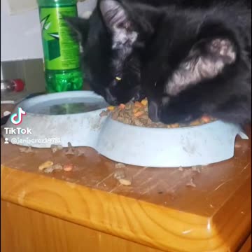 My kittys grabbing out