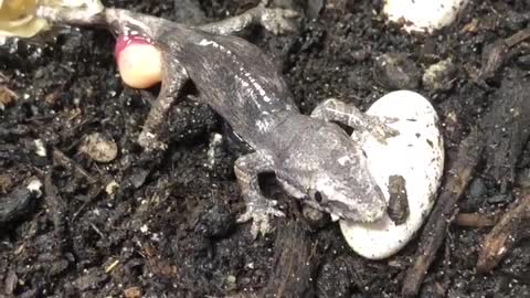 Reticulated gargoyle gecko hatching