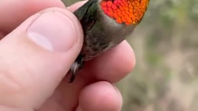 Cute and funny bird video