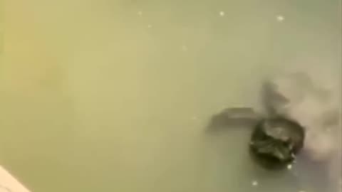 Funny animal