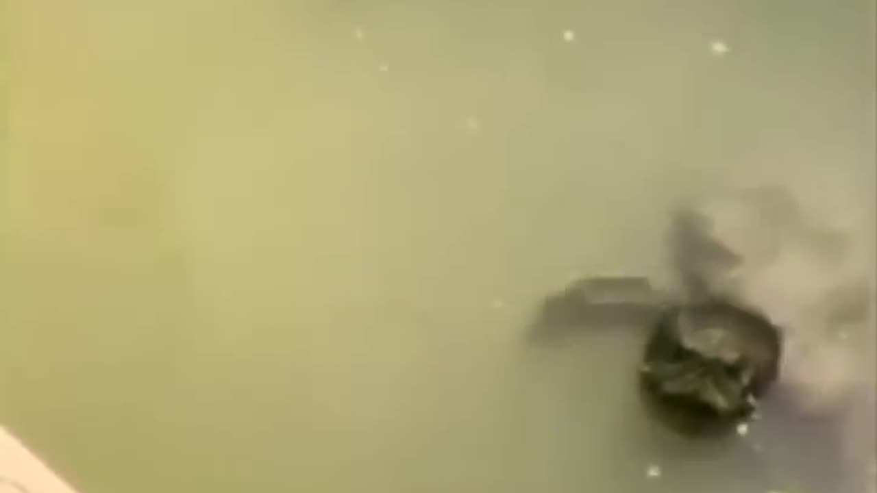 Funny animal
