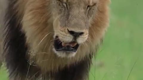 Lions dominate the animal world