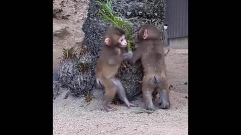 Cute Baby Animals Videos Compilation | Funny and Cute Moment of the Animals