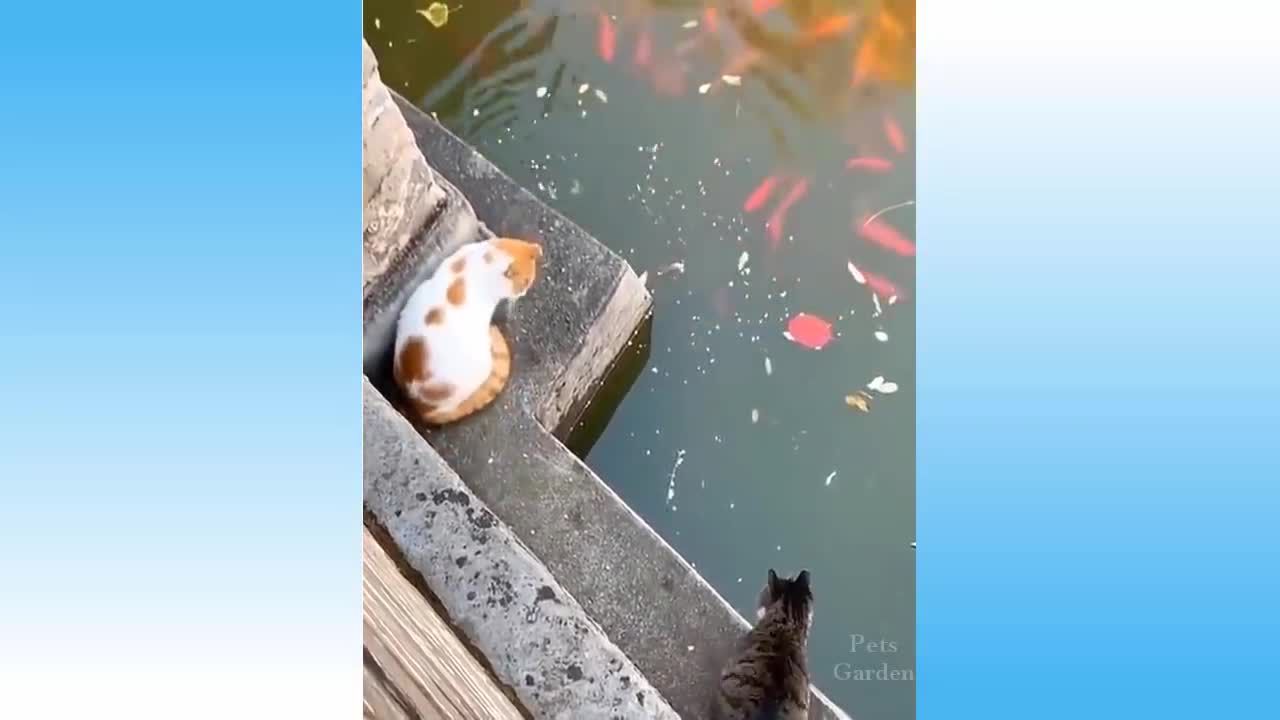 Top Funny Cat Videos of The Weekly