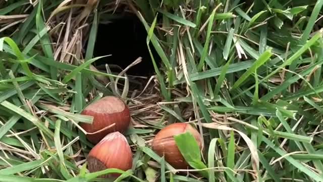 Sweet Potato you make me smile